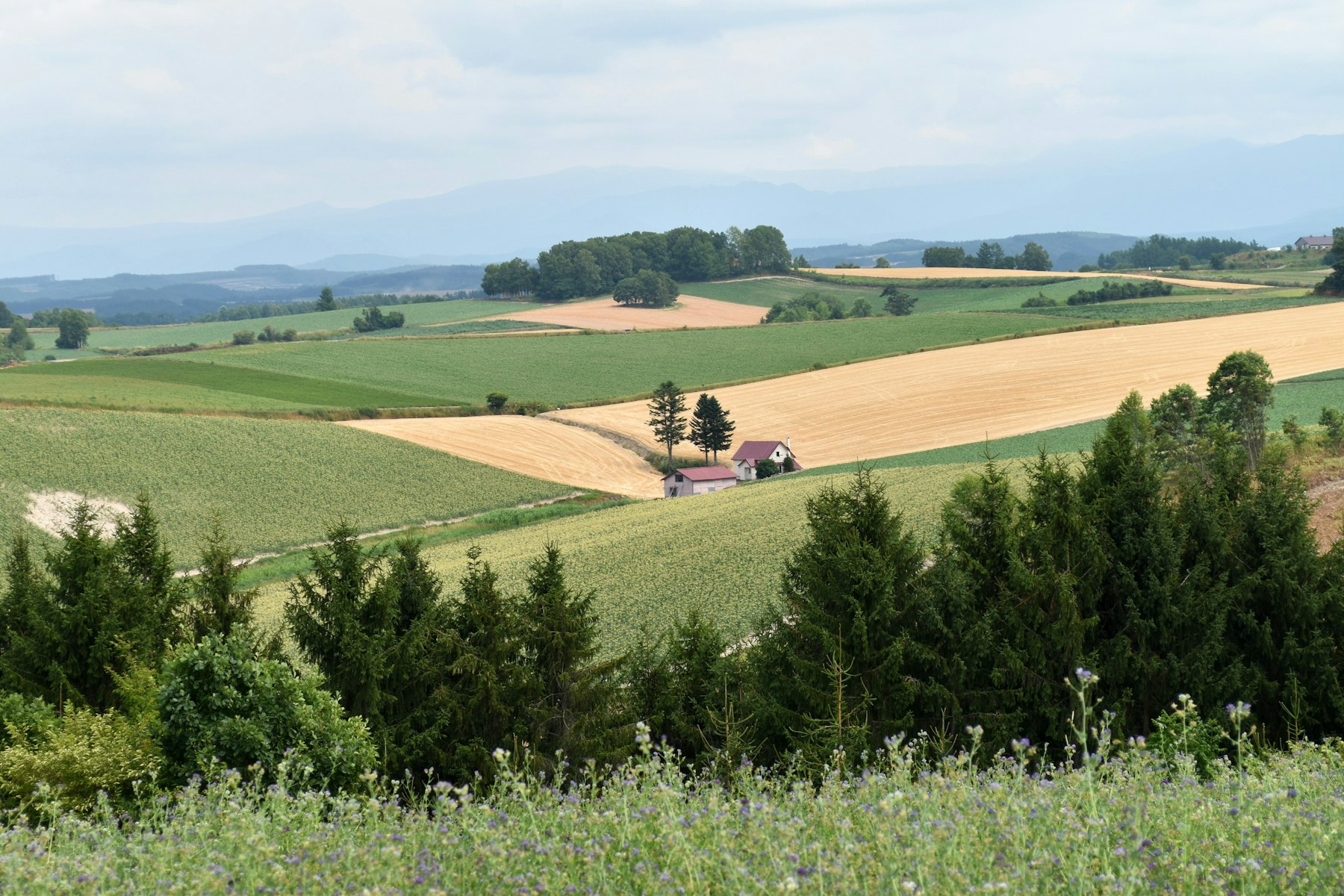 Wide agricultural fields extending across the landscape